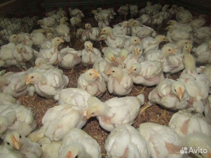 Цыплята бройлеры разного возраста суточ и подрощен
