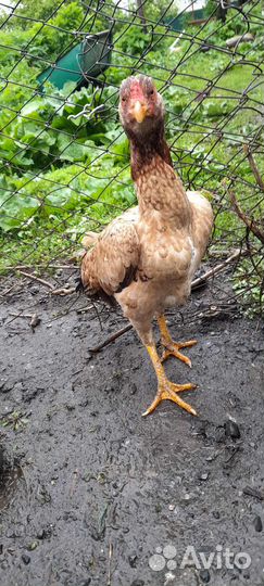 Бойцовая курица