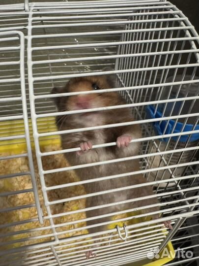 Сирийский хомяк