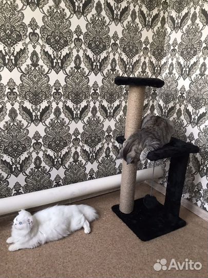 Котята шотландская помесь