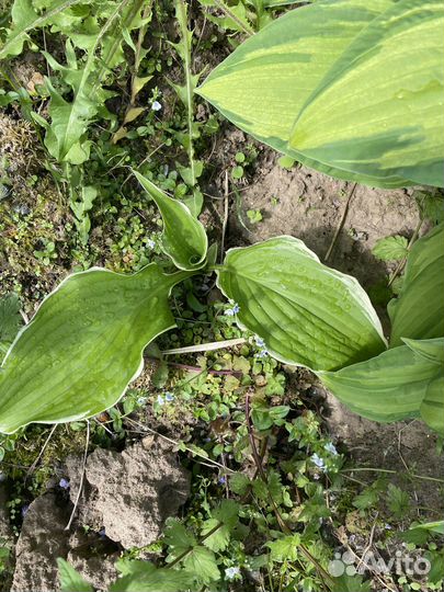 Лапчатка и др