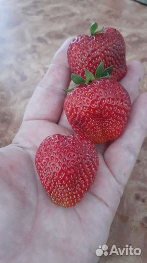 Рассада клубники оптом