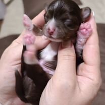 Чихуахуа, щенок
