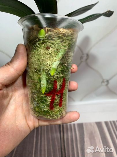 Биглип Jincheng Chin Su Me орхидея фаленопсис