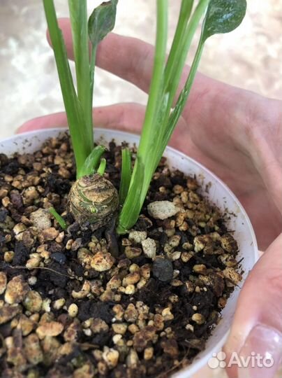 Спатифиллум джемени