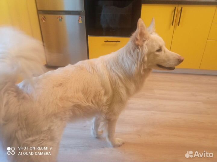 Метис швейцарской овчарки с лайкой