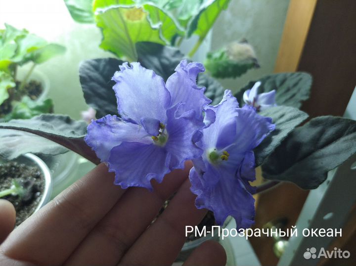 Сортовые фиалки