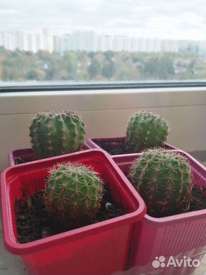 Кактус маленький