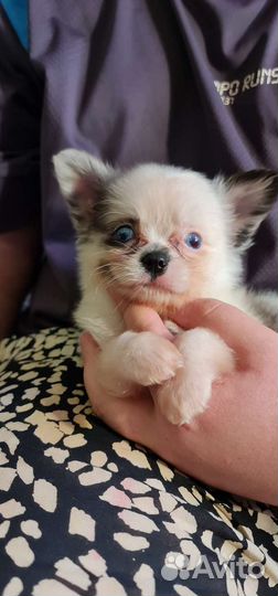 Чихуахуа мини голубоглазая