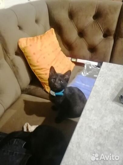 Котята бесплатно в добрые руки