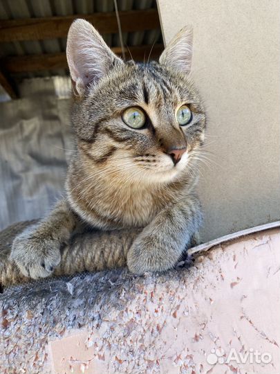 Матроскин ищет дом