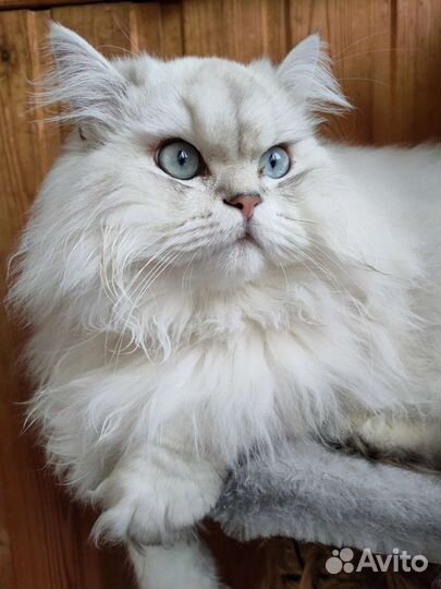 Британский длинношёрстный кот