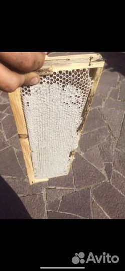 Мёд с личной пасеки