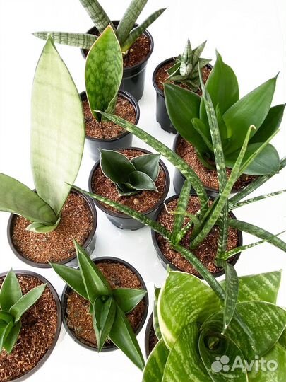 Сансевиерия, небольшие растения разные