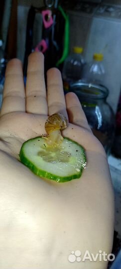 Улитки ахатины