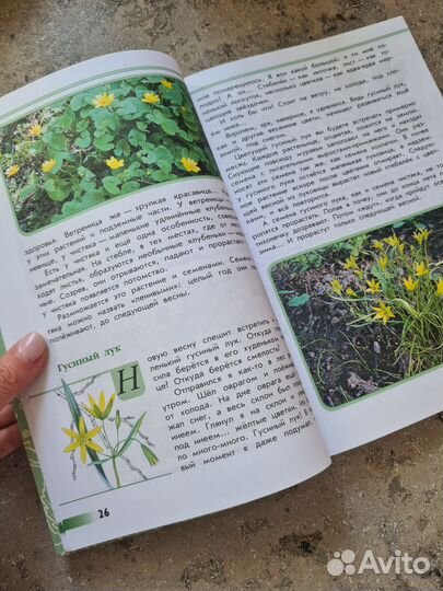 Зелёные страницы. Книга для начальных классов