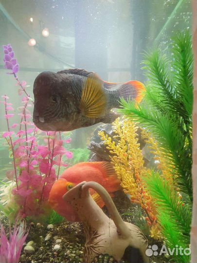 Аквариум 200л