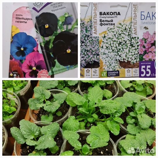 Цветы виола и бакопа