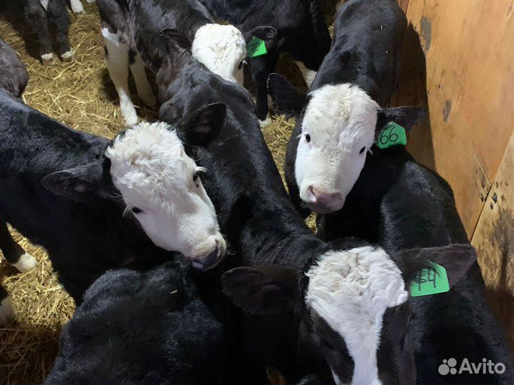 Бычки новый завоз