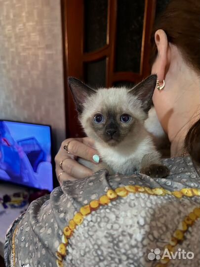 Тайские котята