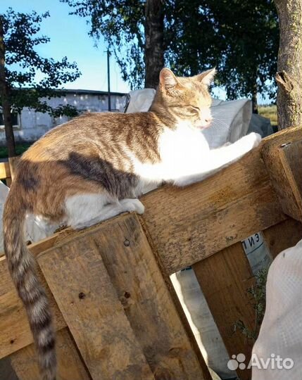 Трехцветная девочка на ферме