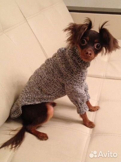 Одежда для той терьера