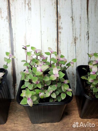 Каллизия Пинк Пантера (Розовая Пантера)