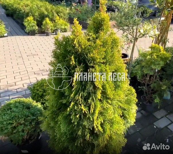 Туя западная Голден Смарагд Морозостойка