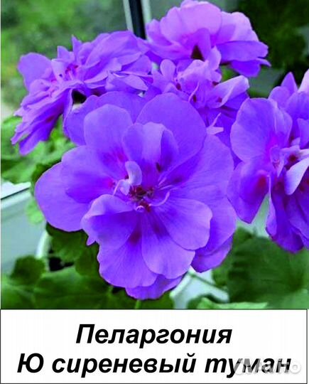 Пеларгония (герань)