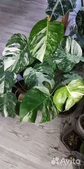 Монстера вариегатная Альба