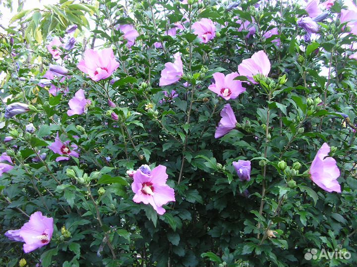 Гибискус Сирийский, плющ декоративный и тд