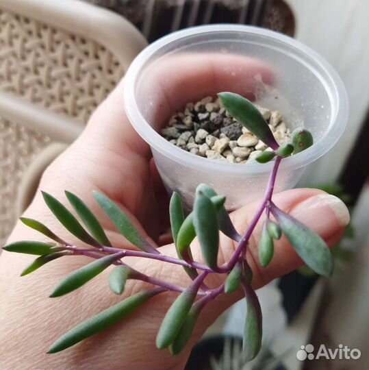 Эхеверия Мадиба