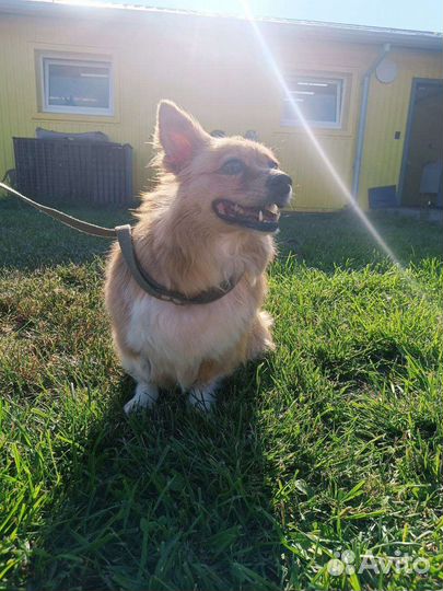 Собаки бесплатно в добрые руки