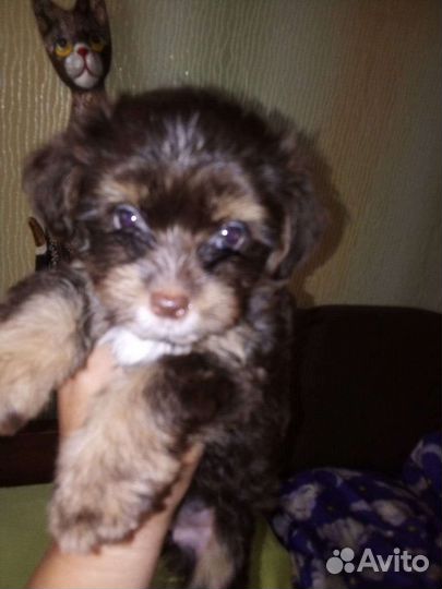 Щенки йорка