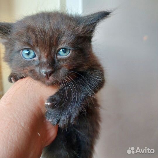 Котята бесплатно