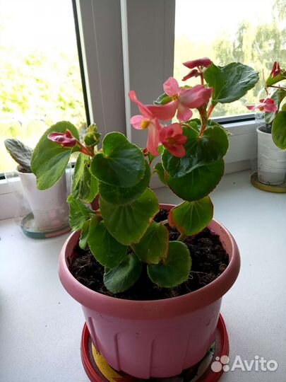 Комнатные цветы