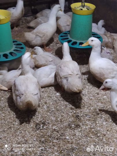 Утки, гуси, муларды, индоутки, индюки