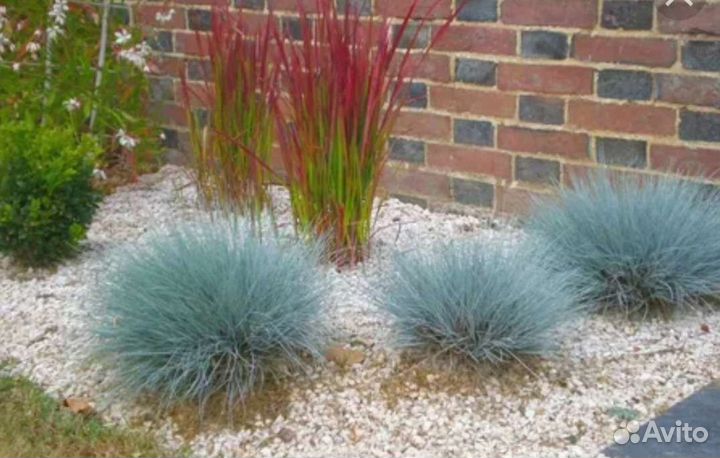 Овсяница голубая и Осока Бронко