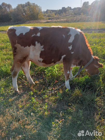 Телочка джерси