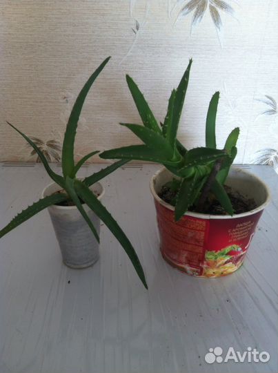 Цветы домашние продам