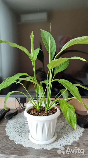 Спацифиллум женское счастье