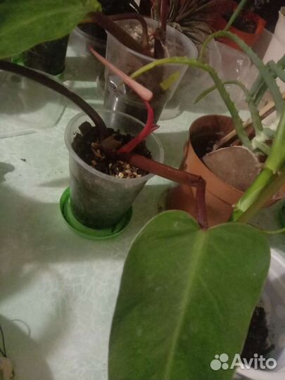 Сингониум,хавортия, алое