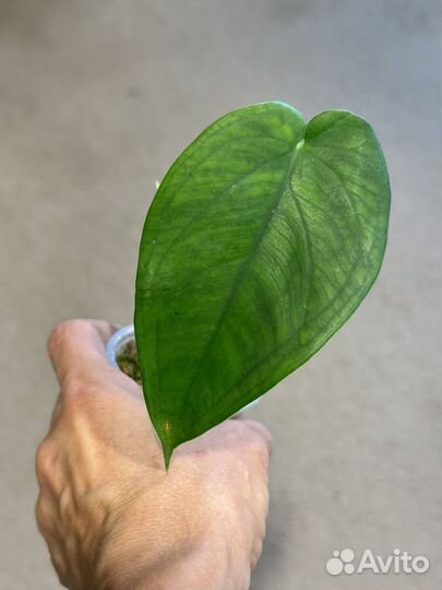 Сингониум макрофиллум