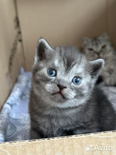 Шотладские котята