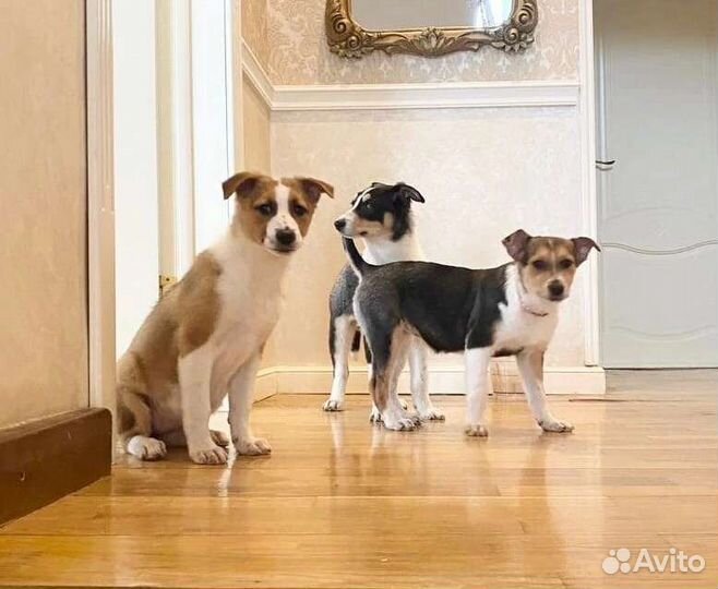 Щенки в поиске хозяев