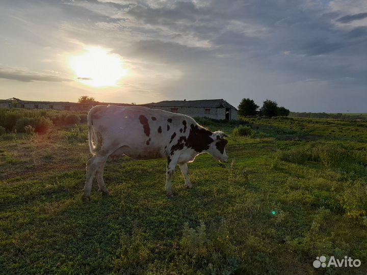 Дойная корова