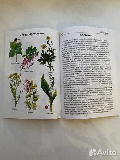 Книга о растениях для школьников 6 класс