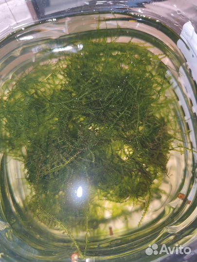 Мох, прополка: яванский, кристмас, плачущий