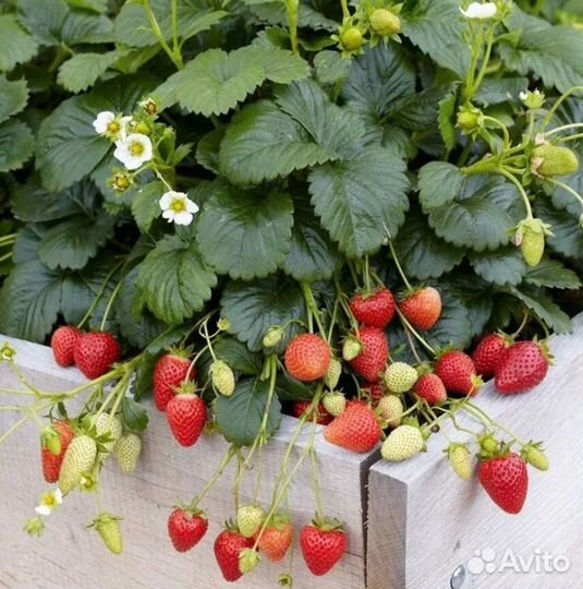 Саженцы садовой земляники