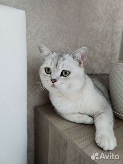 Шотландский кот, вязка